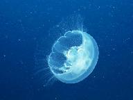 四合学校-赵子亮-语文-《一面五星红旗》